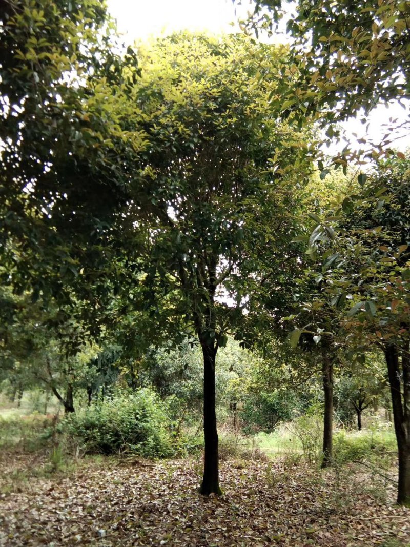 广西桂花树