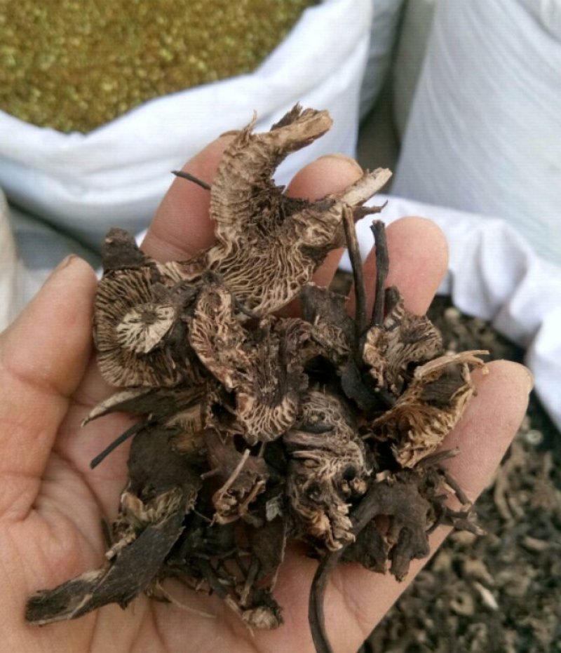 北升麻升麻片无硫熏规格齐全量大从优