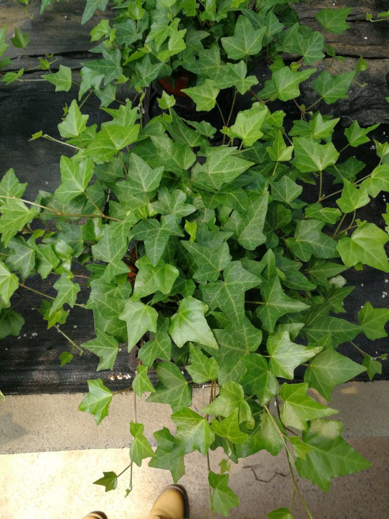 办公室绿植常春藤