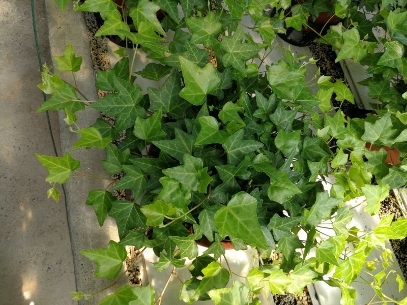 办公室绿植常春藤