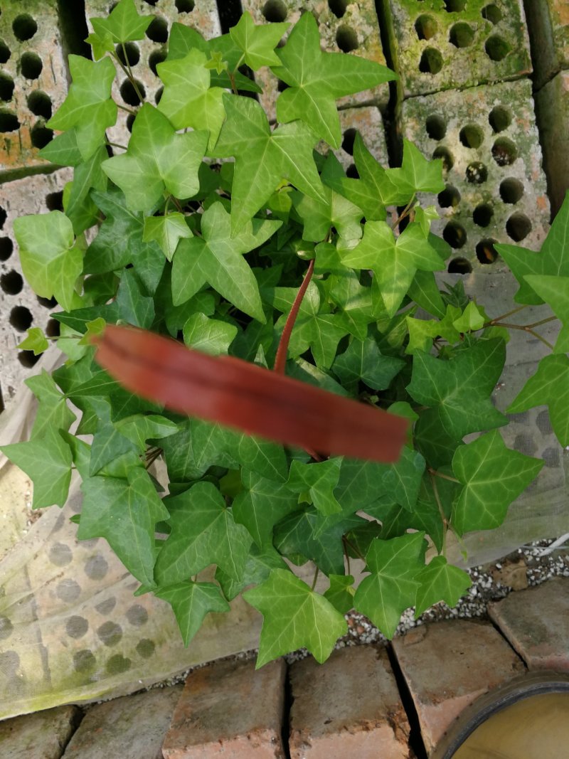 办公室绿植常春藤