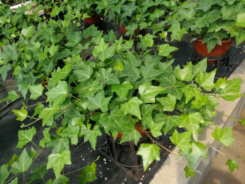 办公室绿植常春藤