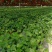办公室绿植常春藤