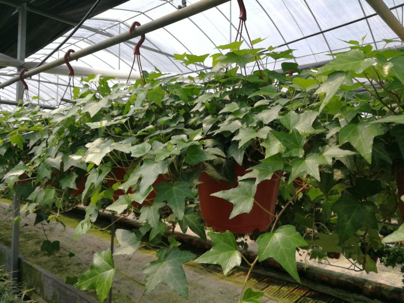 办公室绿植常春藤