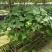 办公室绿植常春藤