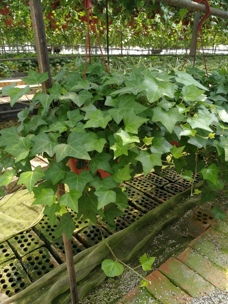 办公室绿植常春藤
