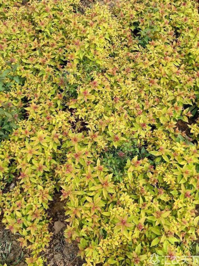 金焰绣线菊，高30厘米冠幅20厘米