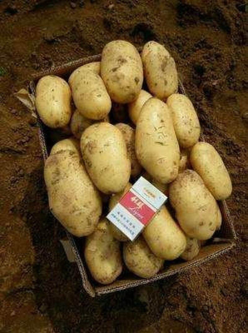 荷兰15土豆冷库荷兰土豆批发荷兰土豆质量好