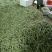 新鲜四季豆上市，大量上市，以诚信为为，需要的老板请联系