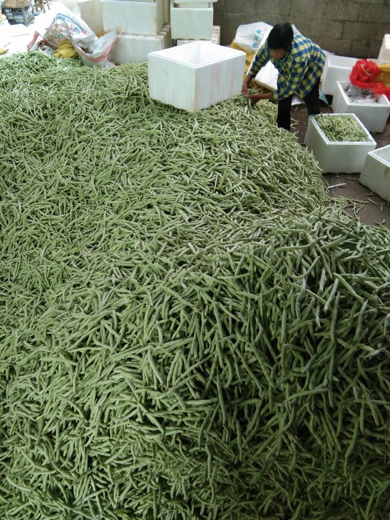 新鲜四季豆上市，大量上市，以诚信为为，需要的老板请联系