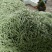 新鲜四季豆上市，大量上市，以诚信为为，需要的老板请联系