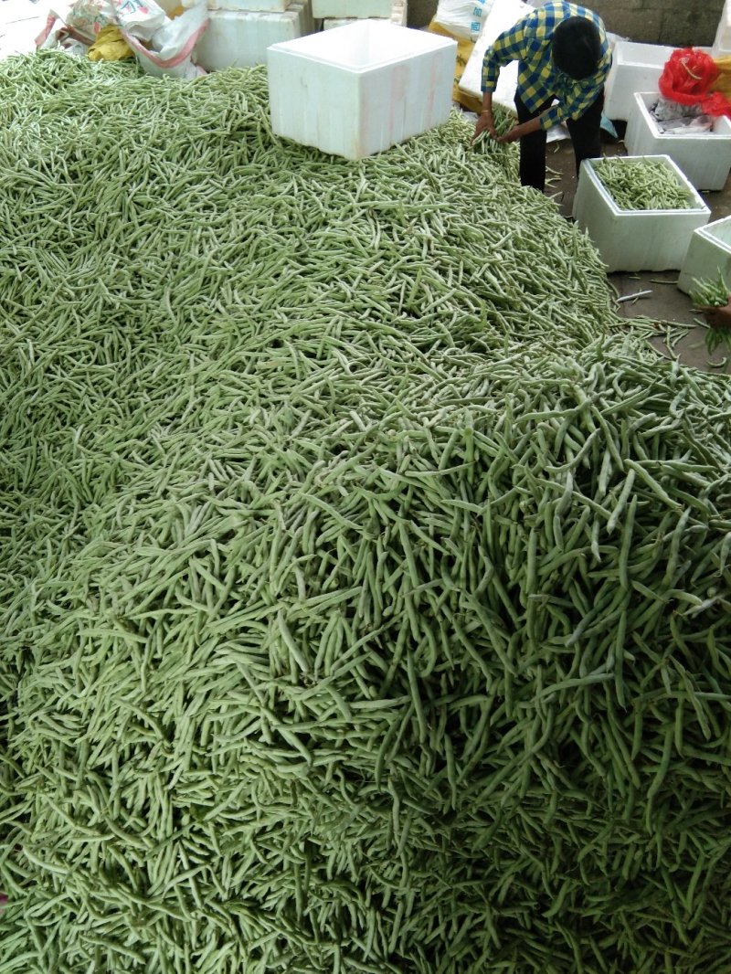新鲜四季豆上市，大量上市，以诚信为为，需要的老板请联系