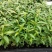 红车小苗南方彩叶植物庭园绿化树四季常青