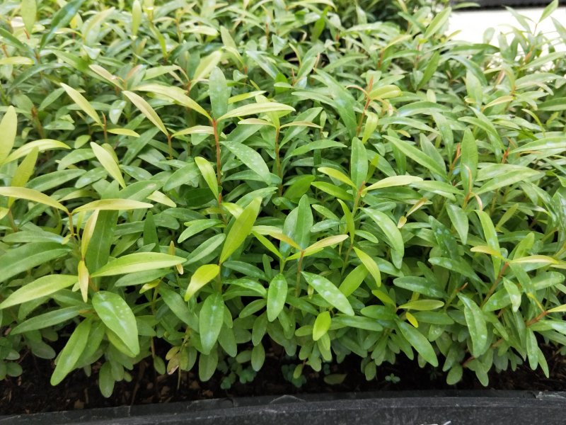 红车小苗南方彩叶植物庭园绿化树四季常青