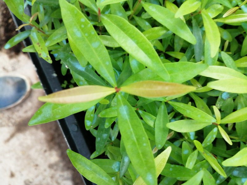 红车小苗南方彩叶植物庭园绿化树四季常青