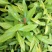 红车小苗南方彩叶植物庭园绿化树四季常青