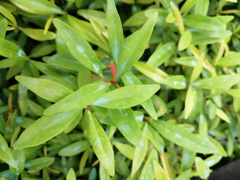 红车小苗南方彩叶植物庭园绿化树四季常青