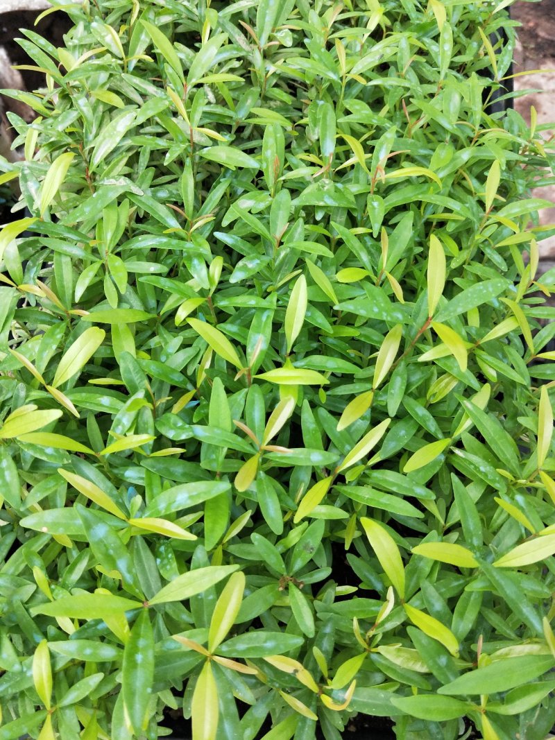 红车小苗南方彩叶植物庭园绿化树四季常青