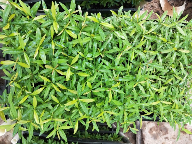 红车小苗南方彩叶植物庭园绿化树四季常青
