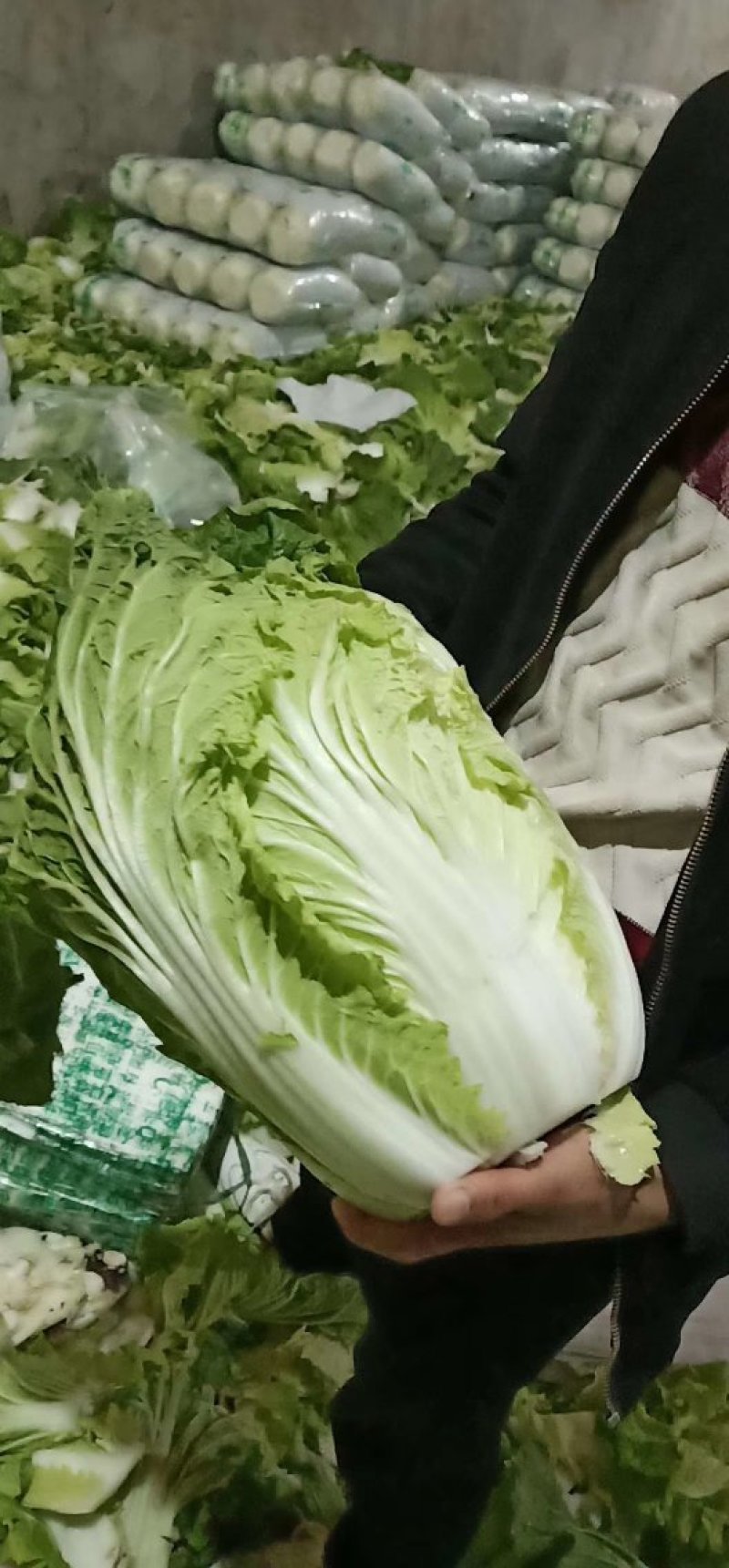 黄心白菜，供应量大，供货期长