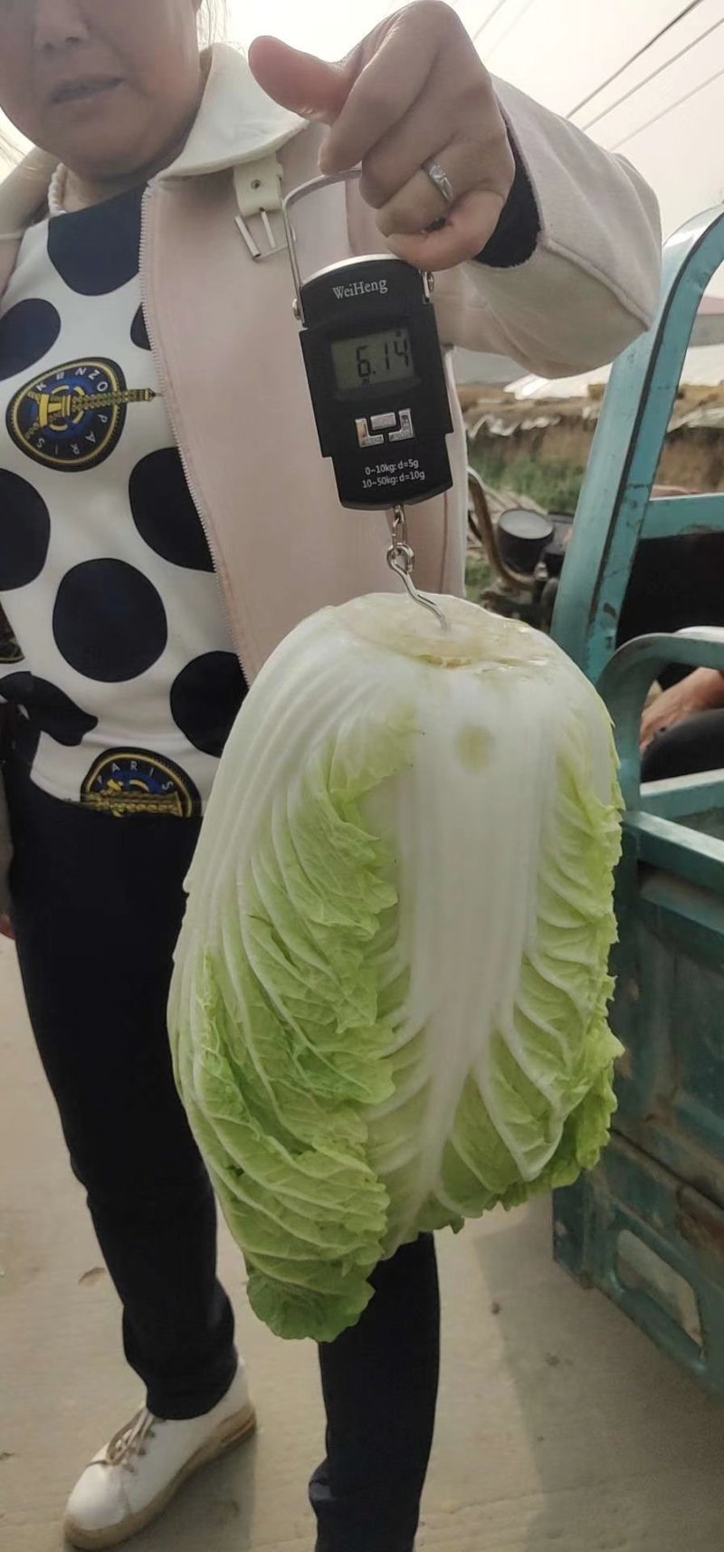黄心白菜，供应量大，供货期长