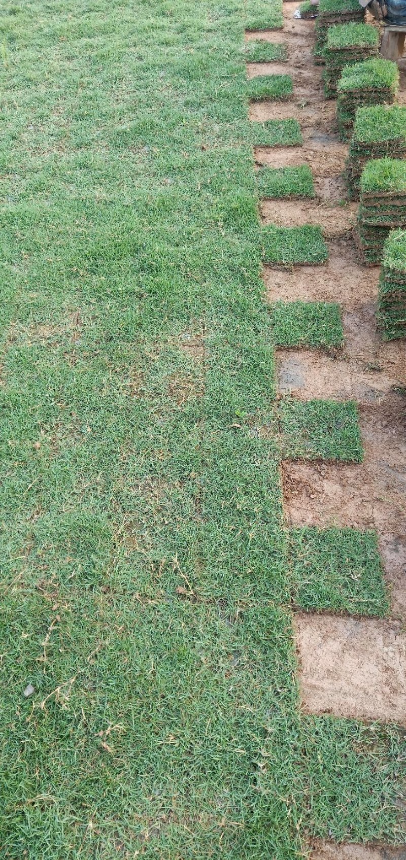 草皮