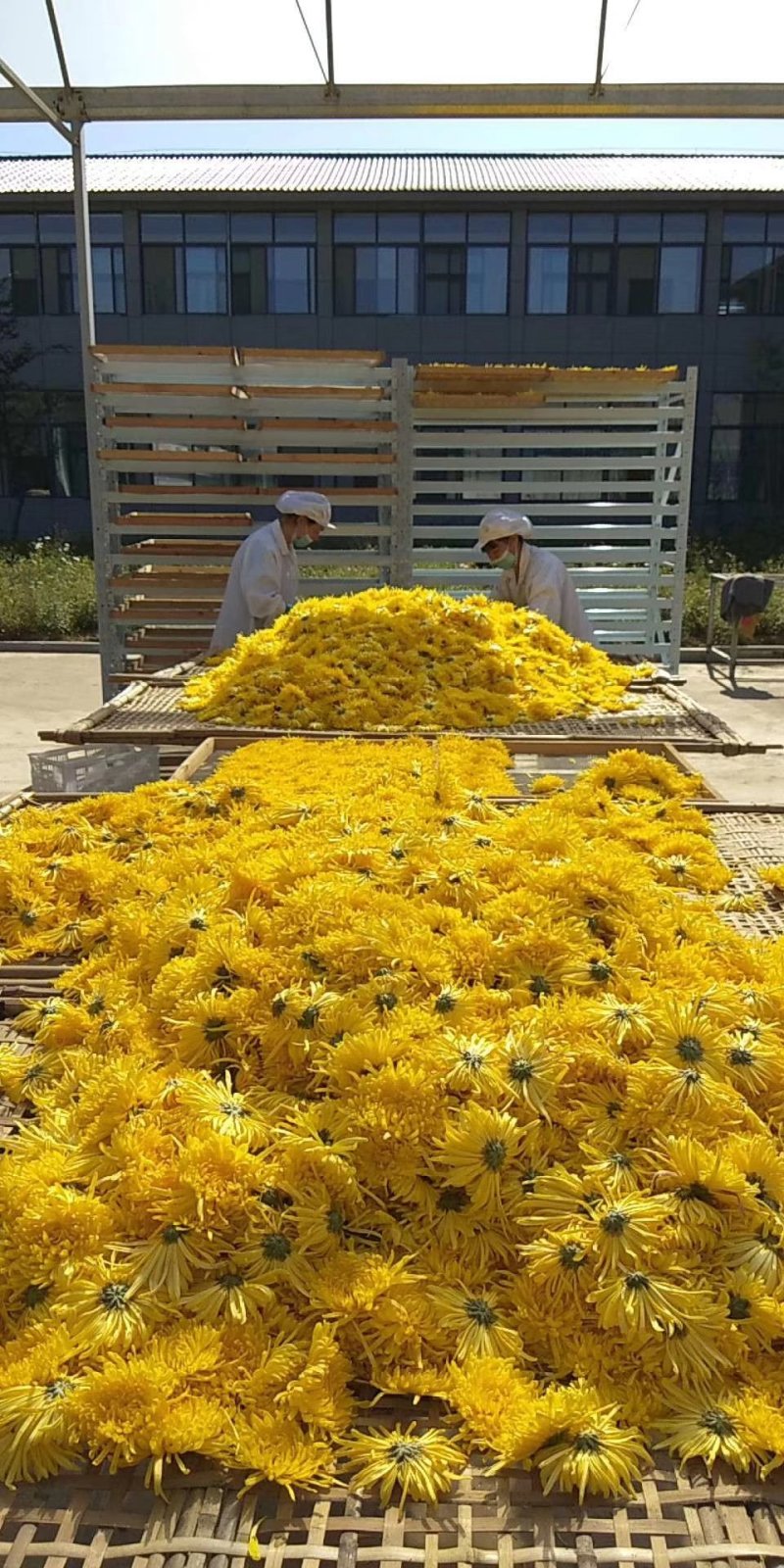 金丝皇菊50朵/瓶