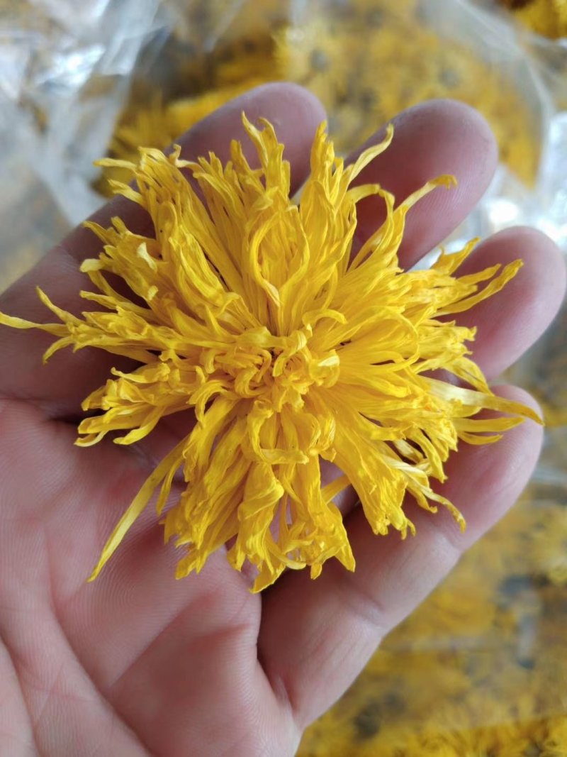 金丝皇菊50朵/瓶