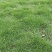 马尼拉草皮