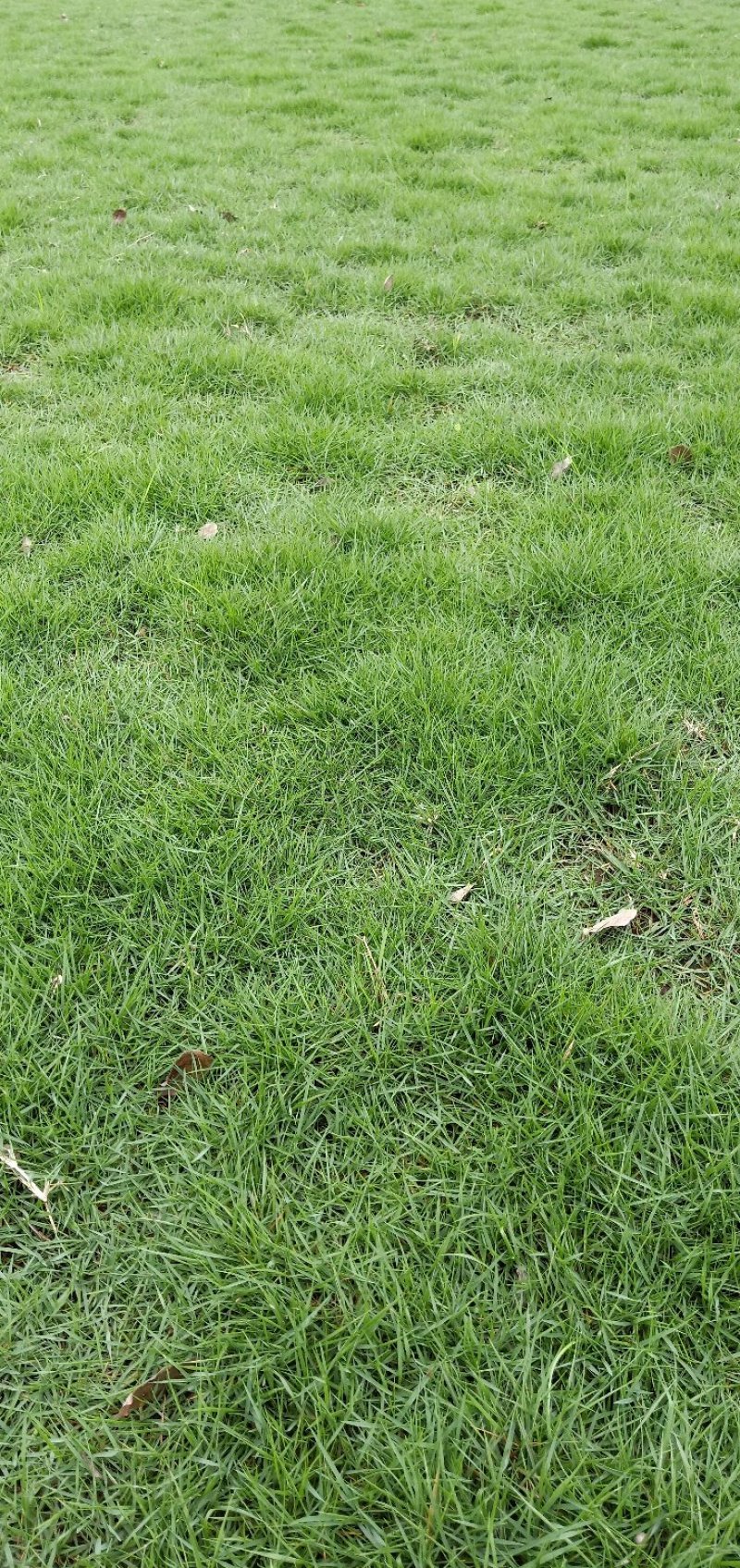 马尼拉草皮