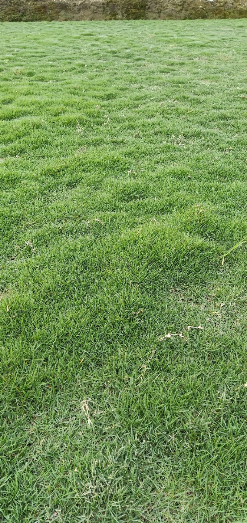 马尼拉草皮