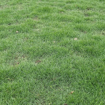 马尼拉草皮