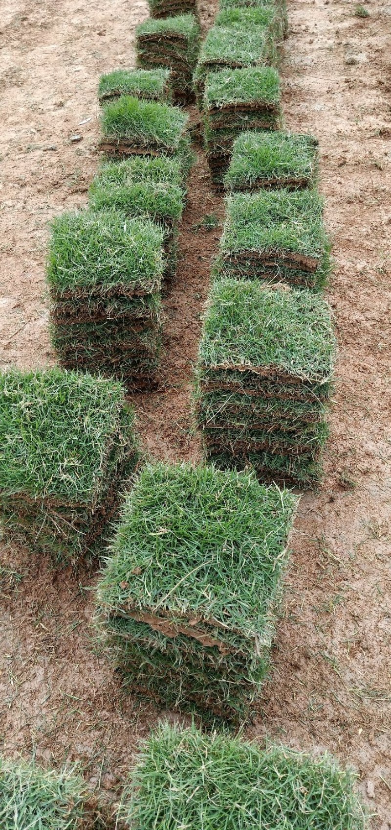马尼拉草皮