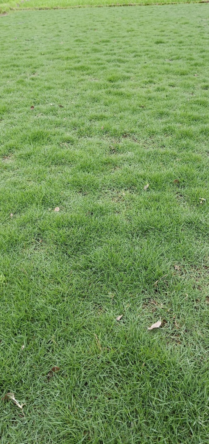 草皮台湾草皮