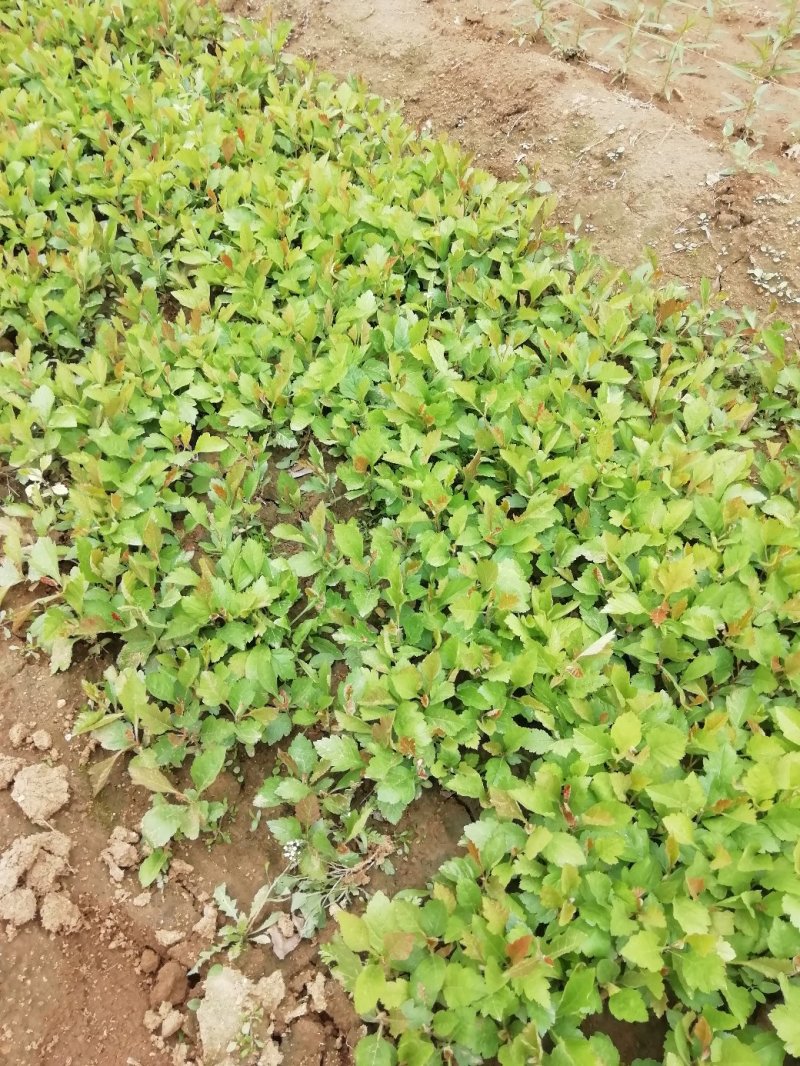 山楂小苗.芽苗，山里红小苗砧木苗现挖现卖支持顺丰邮寄