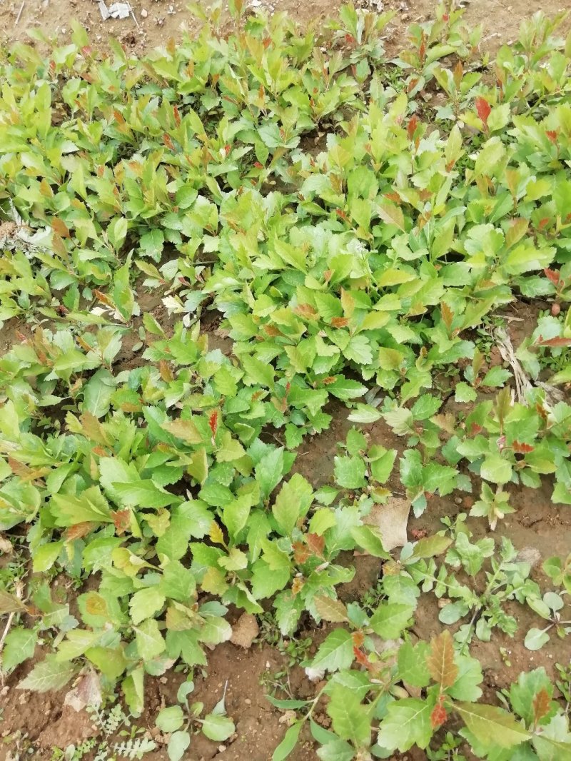 山楂小苗.芽苗，山里红小苗砧木苗现挖现卖支持顺丰邮寄