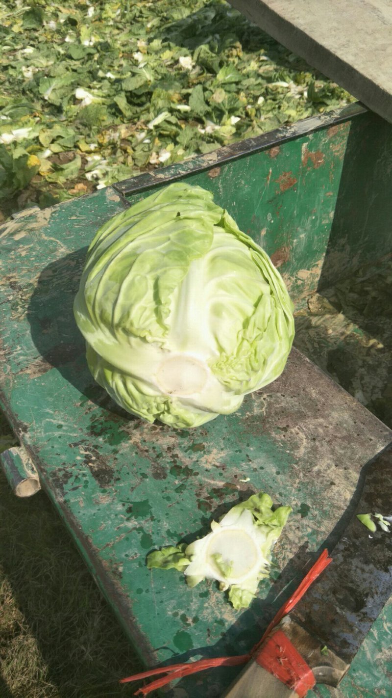 【甘蓝】甘蓝基地直供，货源充足支持视频看货，线上交易。