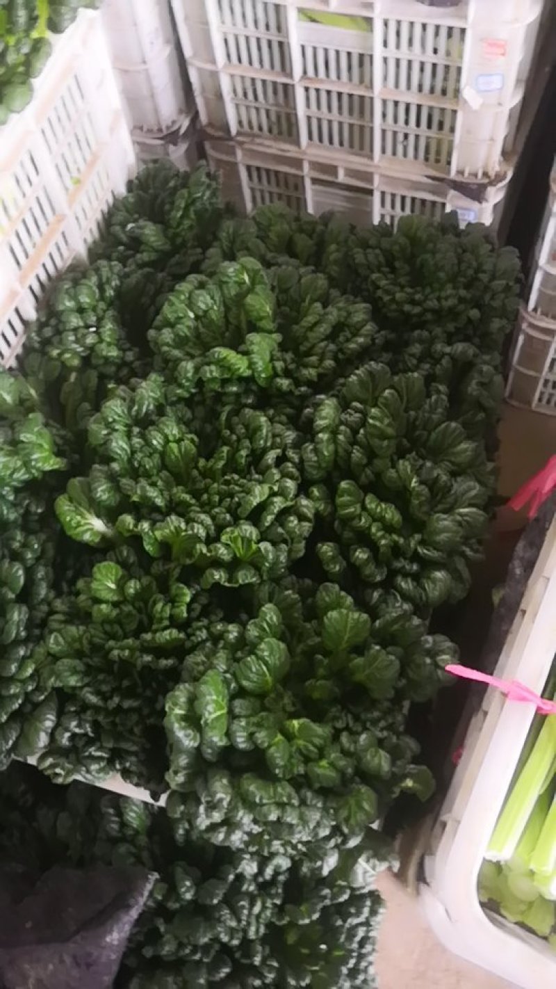 塌菜