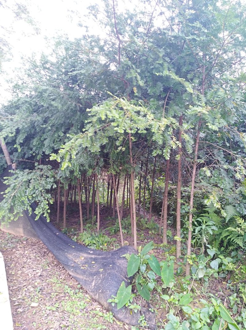 红豆杉1--20公分，有需要的联系我，具体详谈。