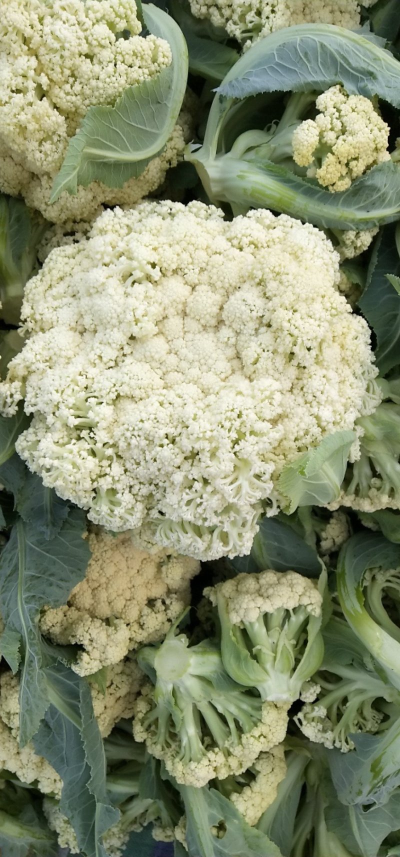 散花1斤以上