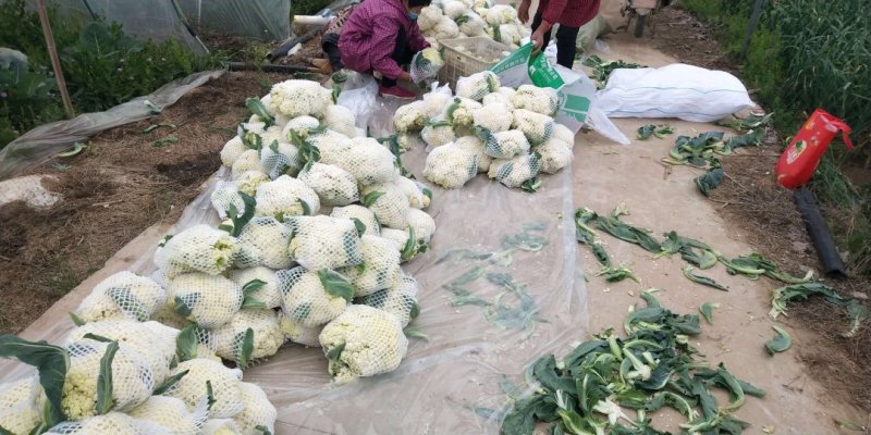 优质有机散花花菜，大量上市，产地直供，价格美丽