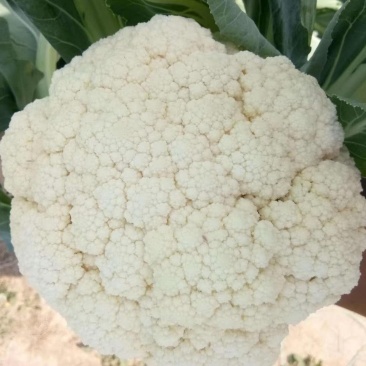 优质有机散花花菜，大量上市，产地直供，价格美丽
