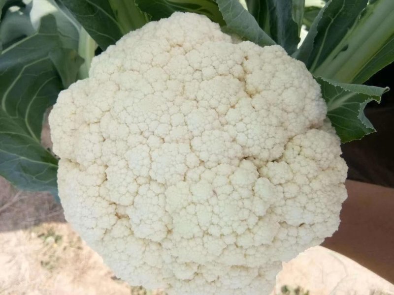 优质有机散花花菜，大量上市，产地直供，价格美丽
