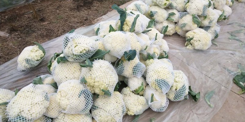 优质有机散花花菜，大量上市，产地直供，价格美丽