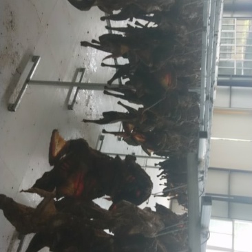 四川腊鸡，自然干，味道好，