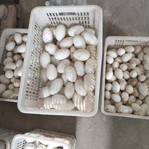农家散养新鲜土鹅蛋批发一件6枚装当天发货