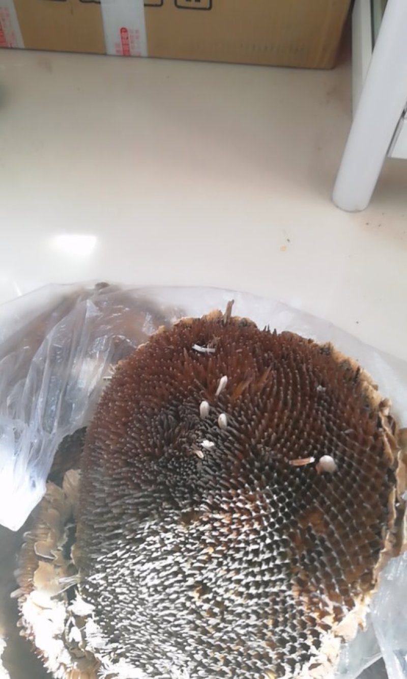 向日葵葵花盘粉