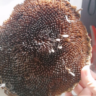 向日葵葵花盘粉