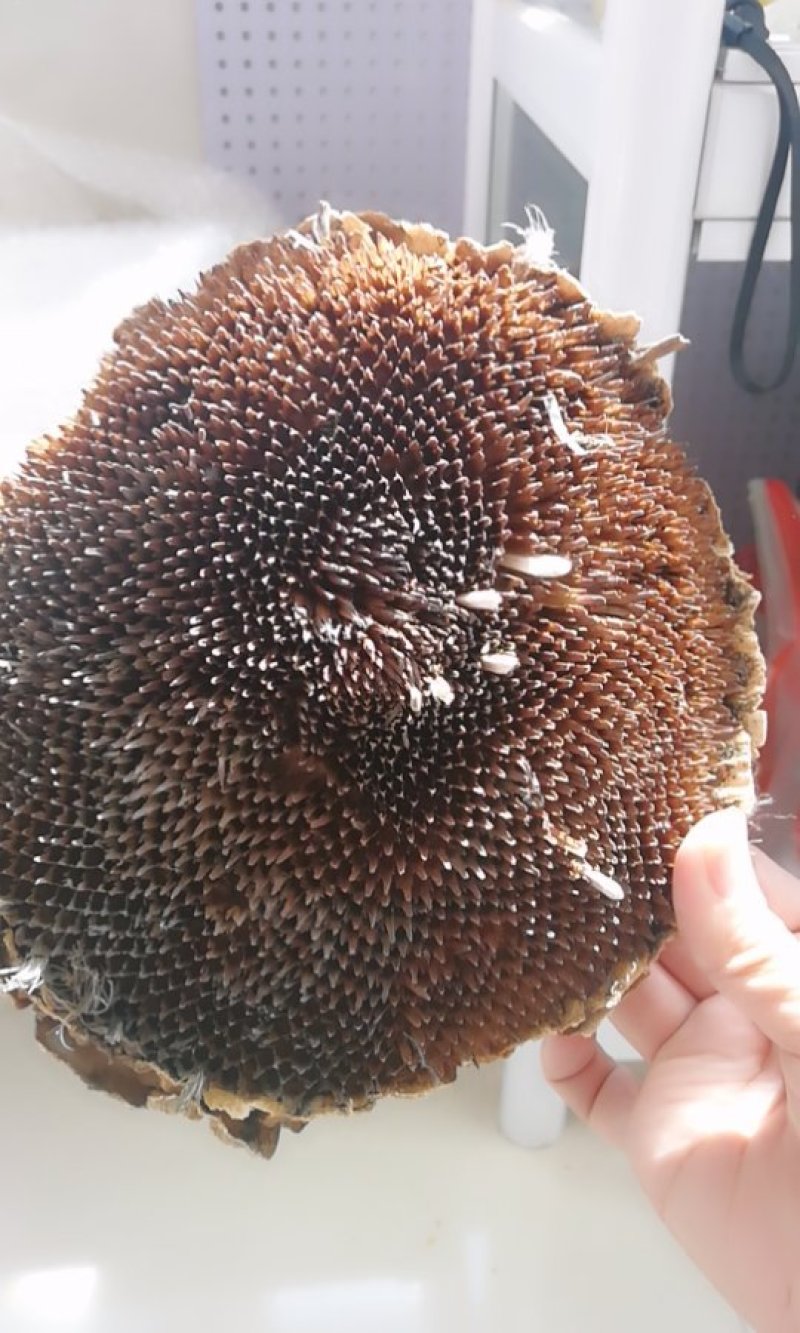 向日葵葵花盘粉
