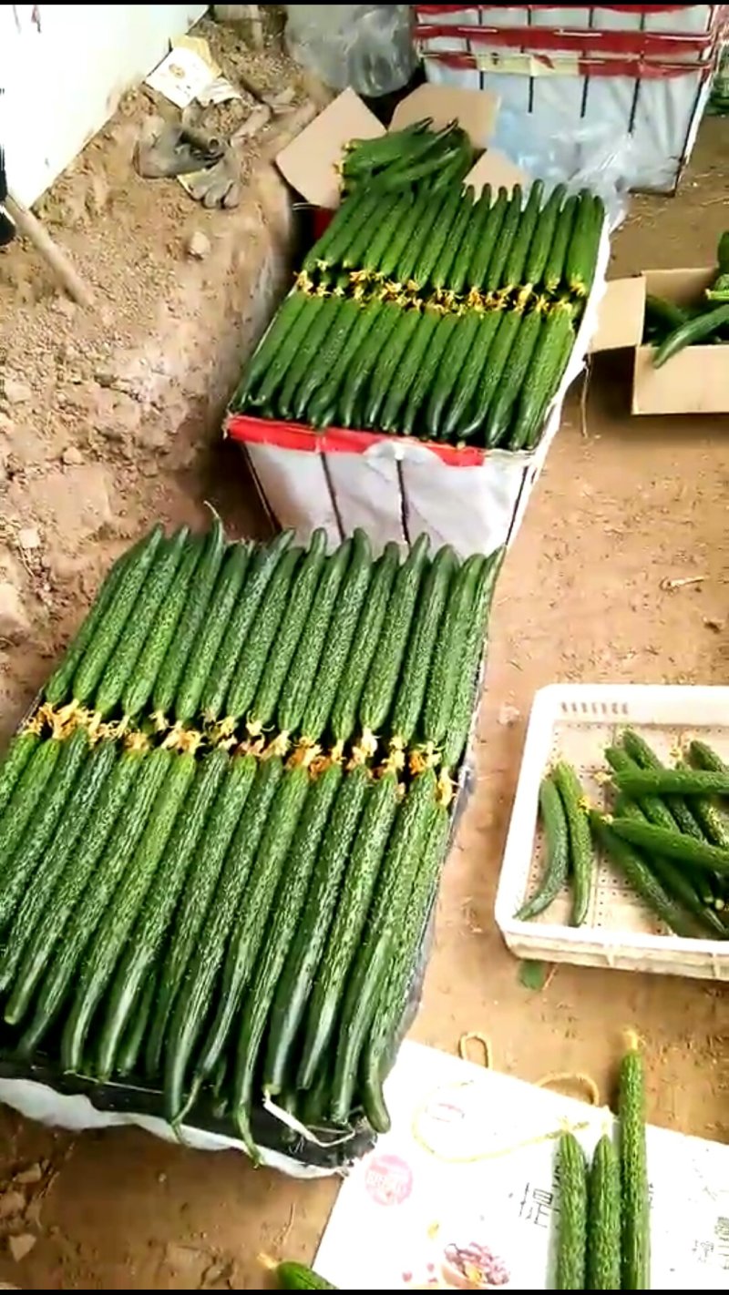 万亩黄瓜基地
